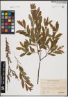 Foto von Salix aurita L. x Salix purpurea L.
